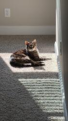 Lost Male Cat last seen Elkins drive , Lebanon, TN 37087