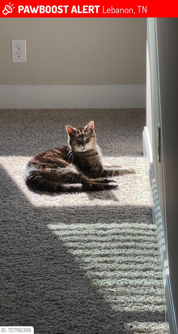 Lost Male Cat last seen Elkins drive , Lebanon, TN 37087