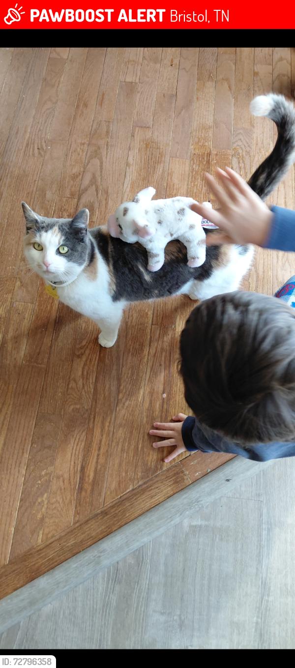 Lost Female Cat last seen Cross streets of Old Jonesboro Rd and Trammel, Bristol, TN 37620