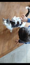Lost Female Cat last seen Cross streets of Old Jonesboro Rd and Trammel, Bristol, TN 37620