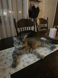 Lost Female Cat last seen arch street and piatt , Chillicothe, OH 45601