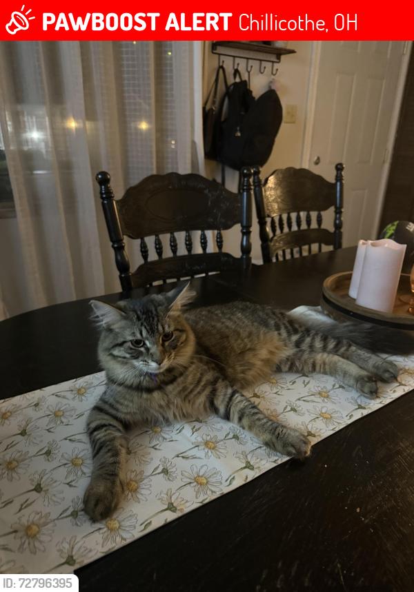Lost Female Cat last seen arch street and piatt , Chillicothe, OH 45601
