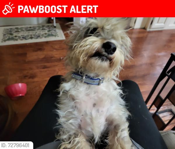 Lost Male Dog last seen Lost over off hickory oaks Ln and FM2693, San Jacinto County, TX 77358