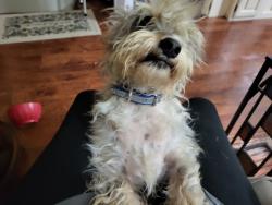 Lost Male Dog last seen Lost over off hickory oaks Ln and FM2693, San Jacinto County, TX 77358