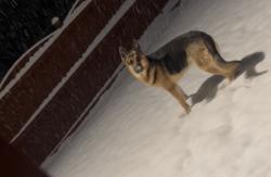 Lost Male Dog last seen Westwood high school , Blythewood, SC 29016