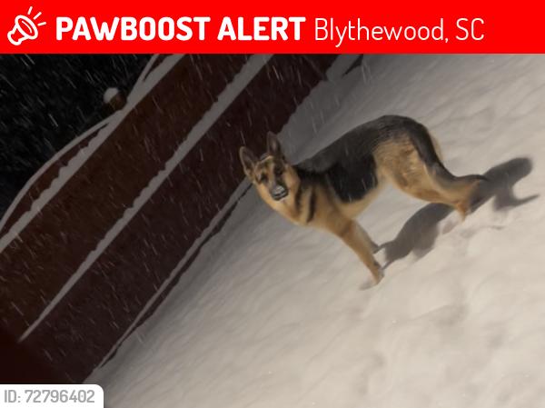 Lost Male Dog last seen Westwood high school , Blythewood, SC 29016