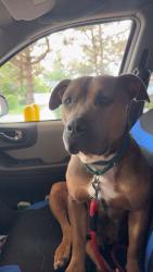 Lost Female Dog last seen Sunset road , Waukegan, IL 60085