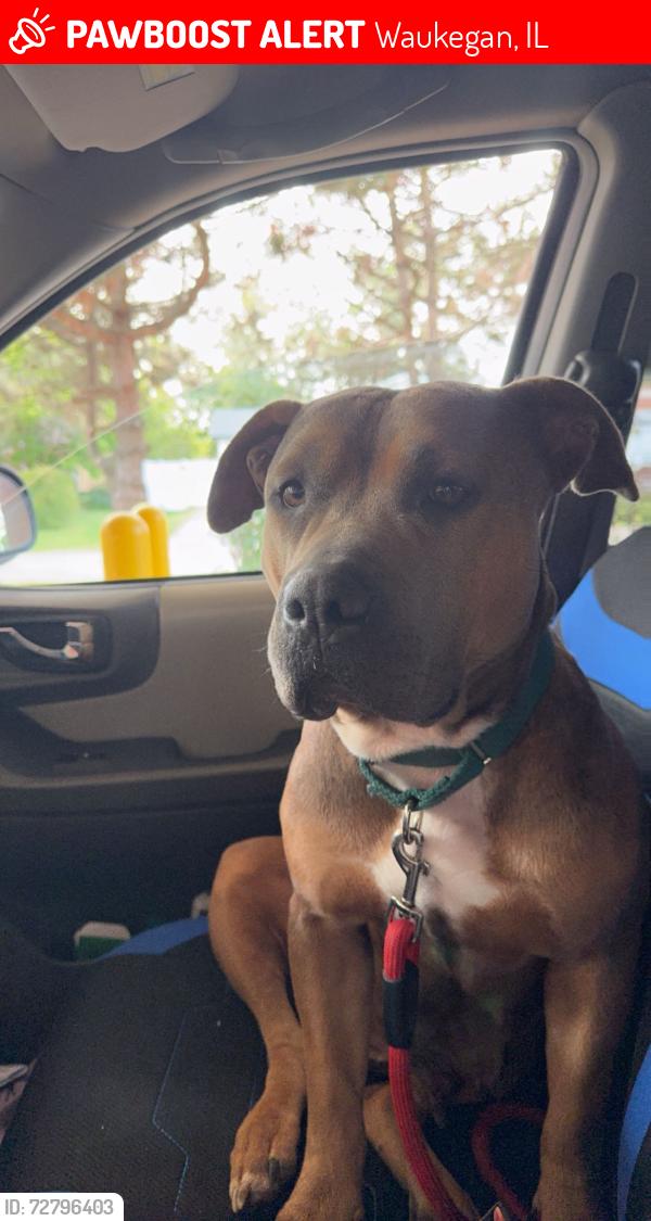 Lost Female Dog last seen Sunset road , Waukegan, IL 60085