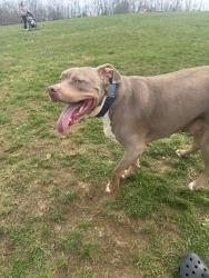 Lost Male Dog last seen Cardinal valley, Lexington, KY 40504