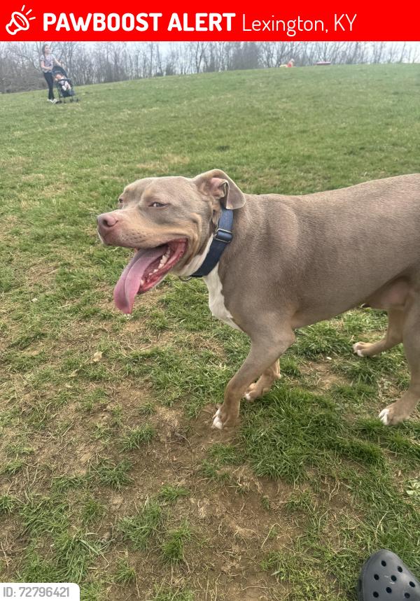 Lost Male Dog last seen Cardinal valley, Lexington, KY 40504