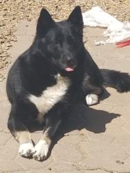 Lost Female Dog last seen Charleston and Prince ln, Las Vegas, NV 89110