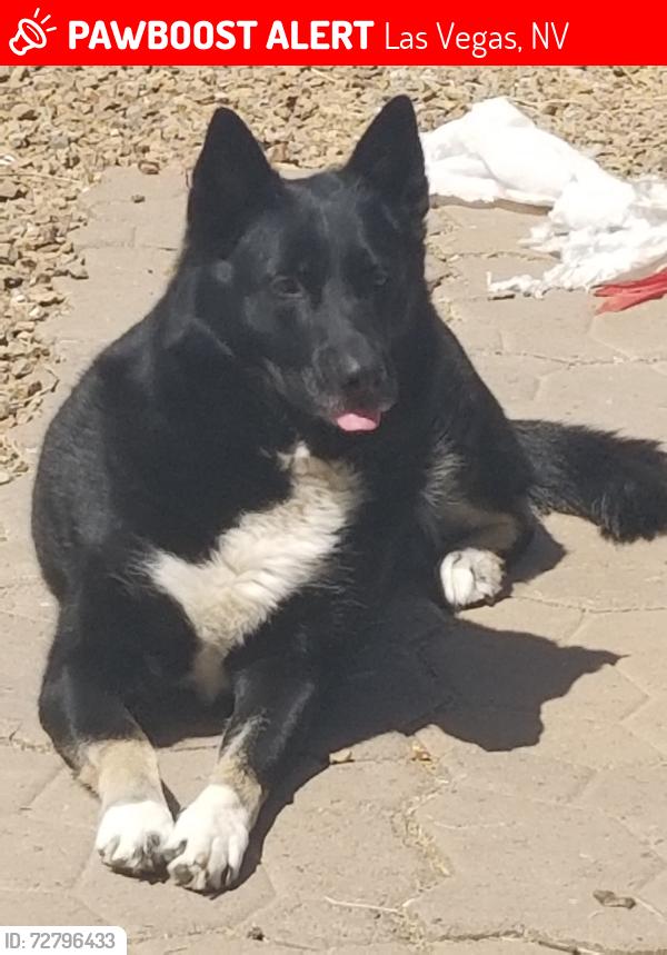 Lost Female Dog last seen Charleston and Prince ln, Las Vegas, NV 89110