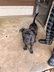 Lost Male Dog last seen Bowens crossing, San Antonio, TX 78250
