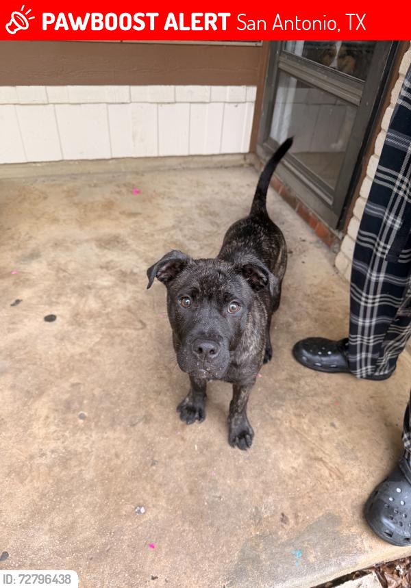 Lost Male Dog last seen Bowens crossing, San Antonio, TX 78250