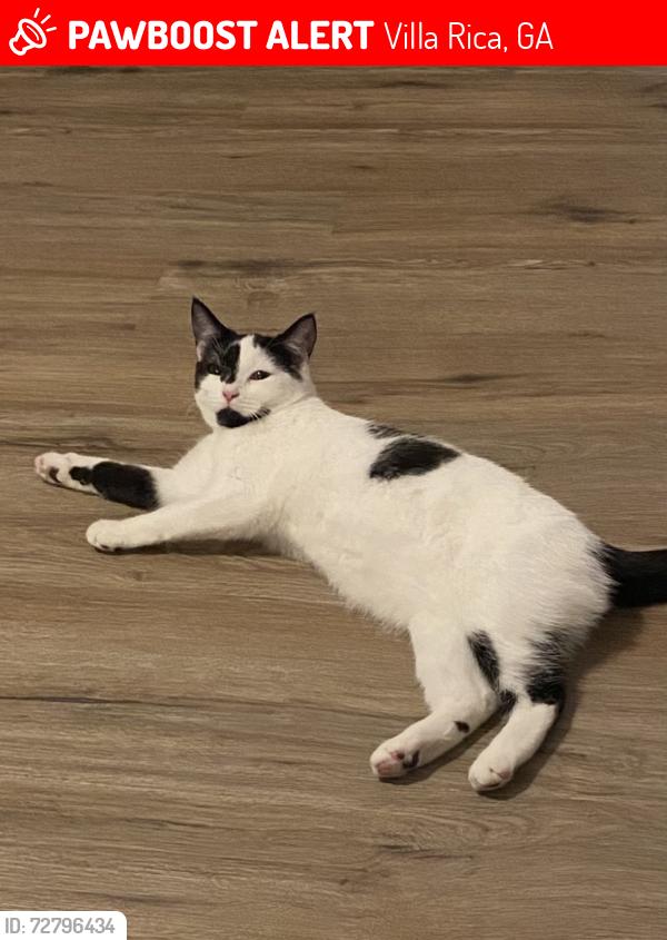 Lost Female Cat last seen Villa rica ga, Villa Rica, GA 30180