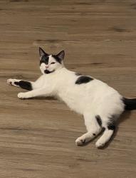 Lost Female Cat last seen Villa rica ga, Villa Rica, GA 30180