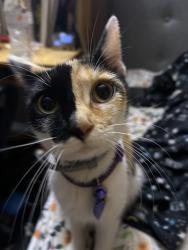 Lost Female Cat last seen Aviation rd, Fallbrook, CA 92028