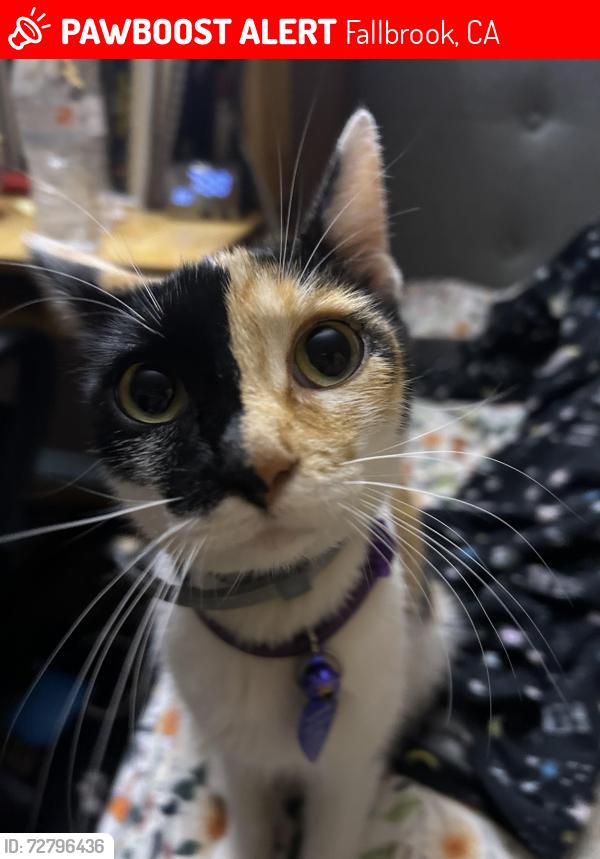 Lost Female Cat last seen Aviation rd, Fallbrook, CA 92028