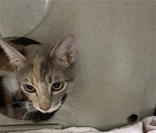 Shelter Stray Female Cat last seen DUMPED AT PANDA EXPRESS ON HOSPITALITY, San Bernardino, CA 92401