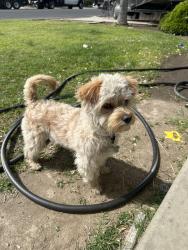 Found/Stray Male Dog last seen Road 125 , Orosi, CA 93647
