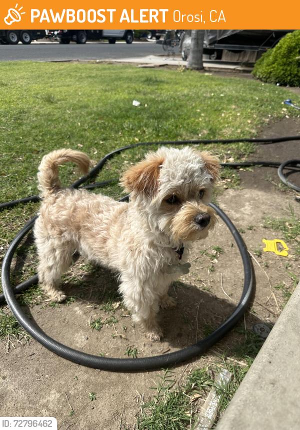 Found/Stray Male Dog last seen Road 125 , Orosi, CA 93647