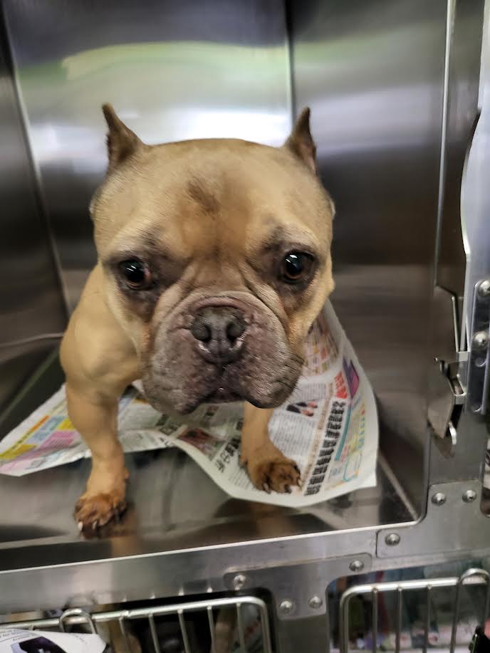 Shelter Stray Female Dog last seen , Los Angeles, CA 90047
