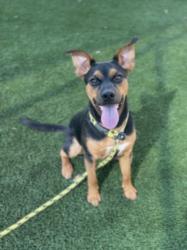 Shelter Stray Male Dog last seen , Los Angeles, CA 90031
