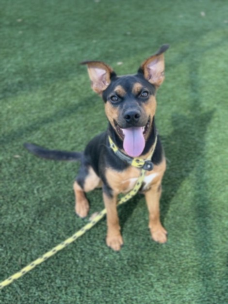 Shelter Stray Male Dog last seen , Los Angeles, CA 90031