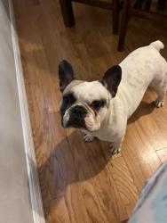 Lost Male Dog last seen Combee Settlement, Lakeland, FL 33801