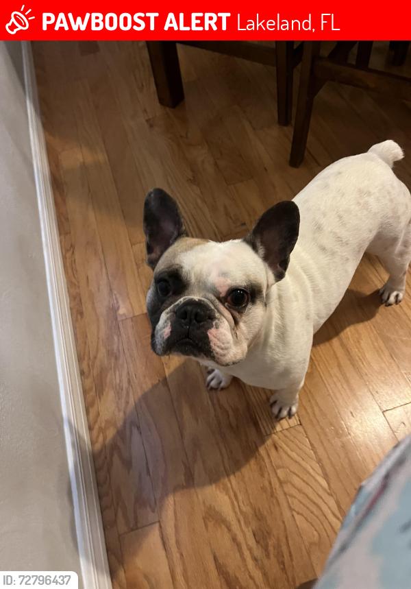 Lost Male Dog last seen Combee Settlement, Lakeland, FL 33801