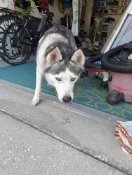 Found/Stray Female Dog last seen Meadows dog park, New Port Richey, FL 34653