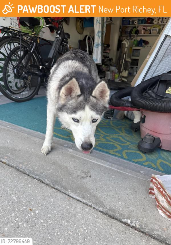 Found/Stray Female Dog last seen Meadows dog park, New Port Richey, FL 34653