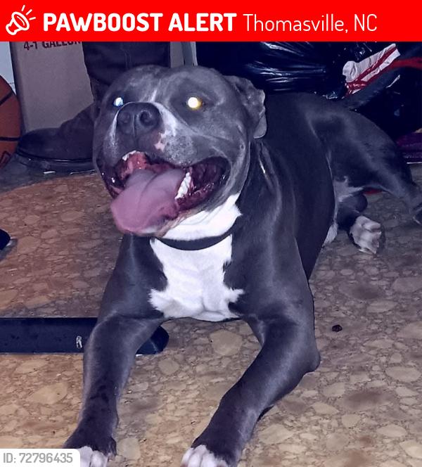 Lost Male Dog last seen Close to Mount Zion Church Thomasville , Thomasville, NC 27360