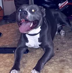 Lost Male Dog last seen Close to Mount Zion Church Thomasville , Thomasville, NC 27360