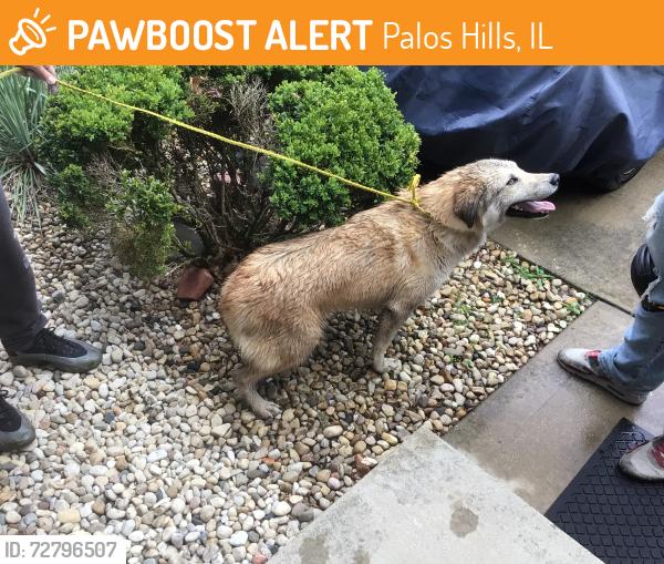 Found/Stray Unknown Dog last seen Near th ave and 99 th street , Palos Hills, IL 60465