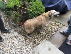 Found/Stray Unknown Dog last seen Near th ave and 99 th street , Palos Hills, IL 60465