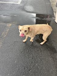 Found/Stray Female Dog last seen Near Alvarado Ave, behind Oak Park Ice Rink, Stockton, CA 95204