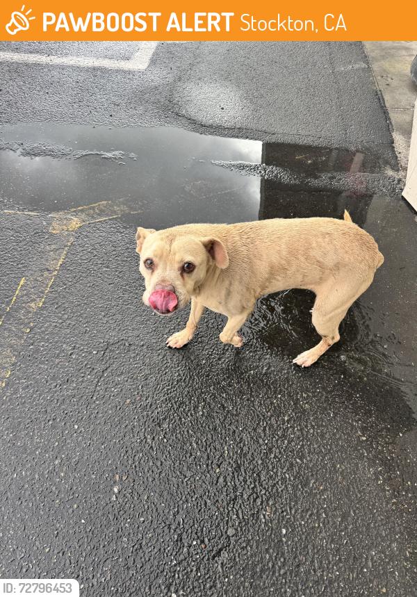 Found/Stray Female Dog last seen Near Alvarado Ave, behind Oak Park Ice Rink, Stockton, CA 95204