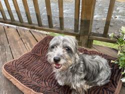 Lost Female Dog last seen Standing Boy /Waterford, Columbus, GA 31904