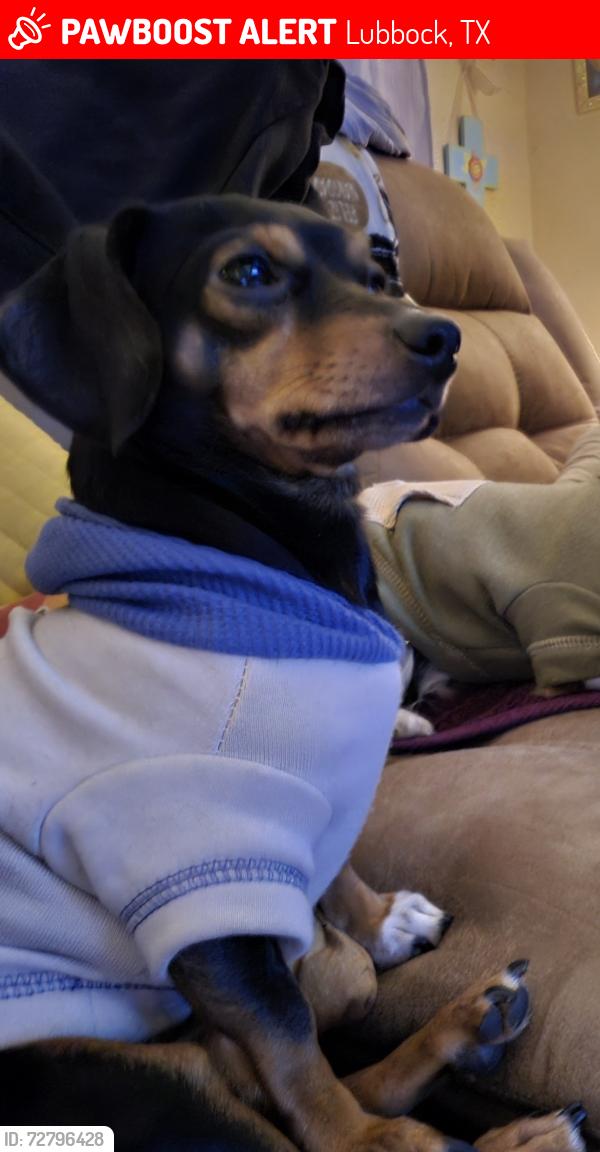 Lost Male Dog last seen Near Ave R, Lubbock, TX 79412