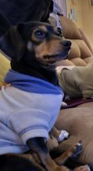 Lost Male Dog last seen Near Ave R, Lubbock, TX 79412