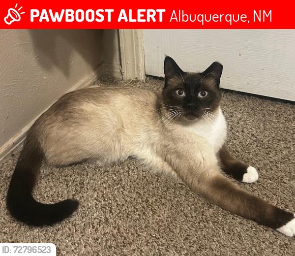 Lost Male Cat last seen Del Mastro and Del Rey , Albuquerque, NM 87121