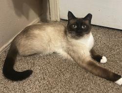 Lost Male Cat last seen Del Mastro and Del Rey , Albuquerque, NM 87121