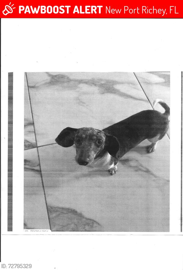 Lost Female Dog last seen Mallow St New Port Richey, New Port Richey, FL 34652