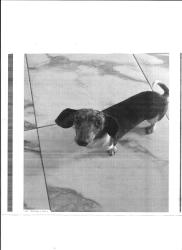 Lost Female Dog last seen Mallow St New Port Richey, New Port Richey, FL 34652