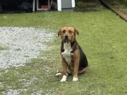 Found/Stray Female Dog last seen Near Main Street, crosses at Buffalo , Cleburne, TX 76031