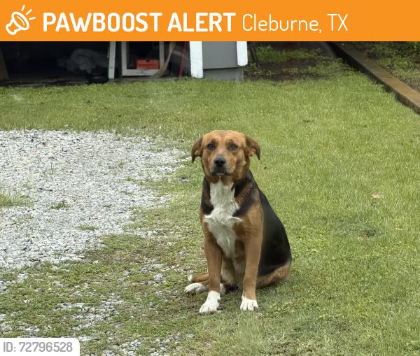 Found/Stray Female Dog last seen Near Main Street, crosses at Buffalo , Cleburne, TX 76031