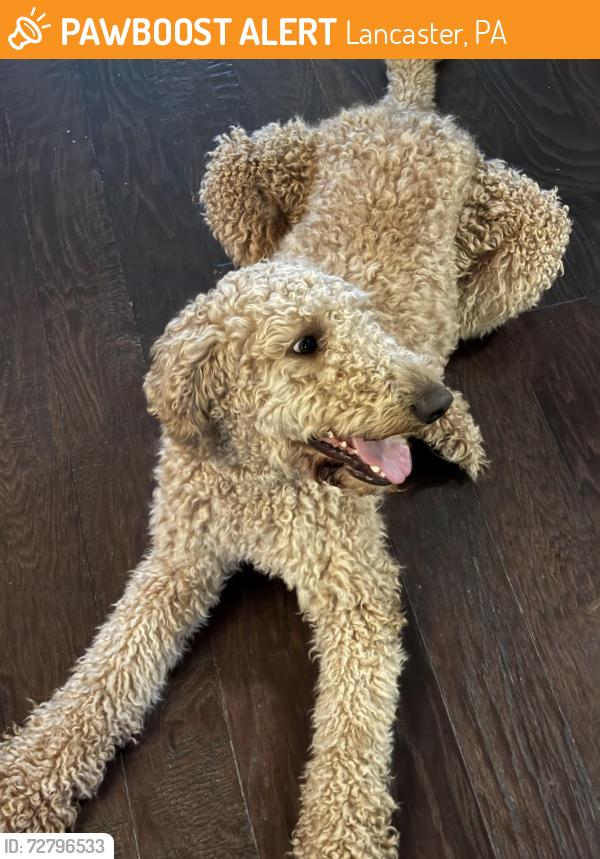 Found/Stray Male Dog last seen By a Sonic connected to a convenient store in Lancaster texas, Lancaster, PA 17604
