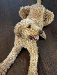 Found/Stray Male Dog last seen By a Sonic connected to a convenient store in Lancaster texas, Lancaster, PA 17604