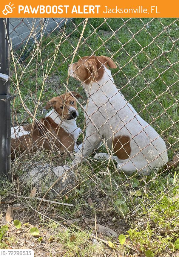 Found/Stray Male Dog last seen Beach/ Spring Park , Jacksonville, FL 32207